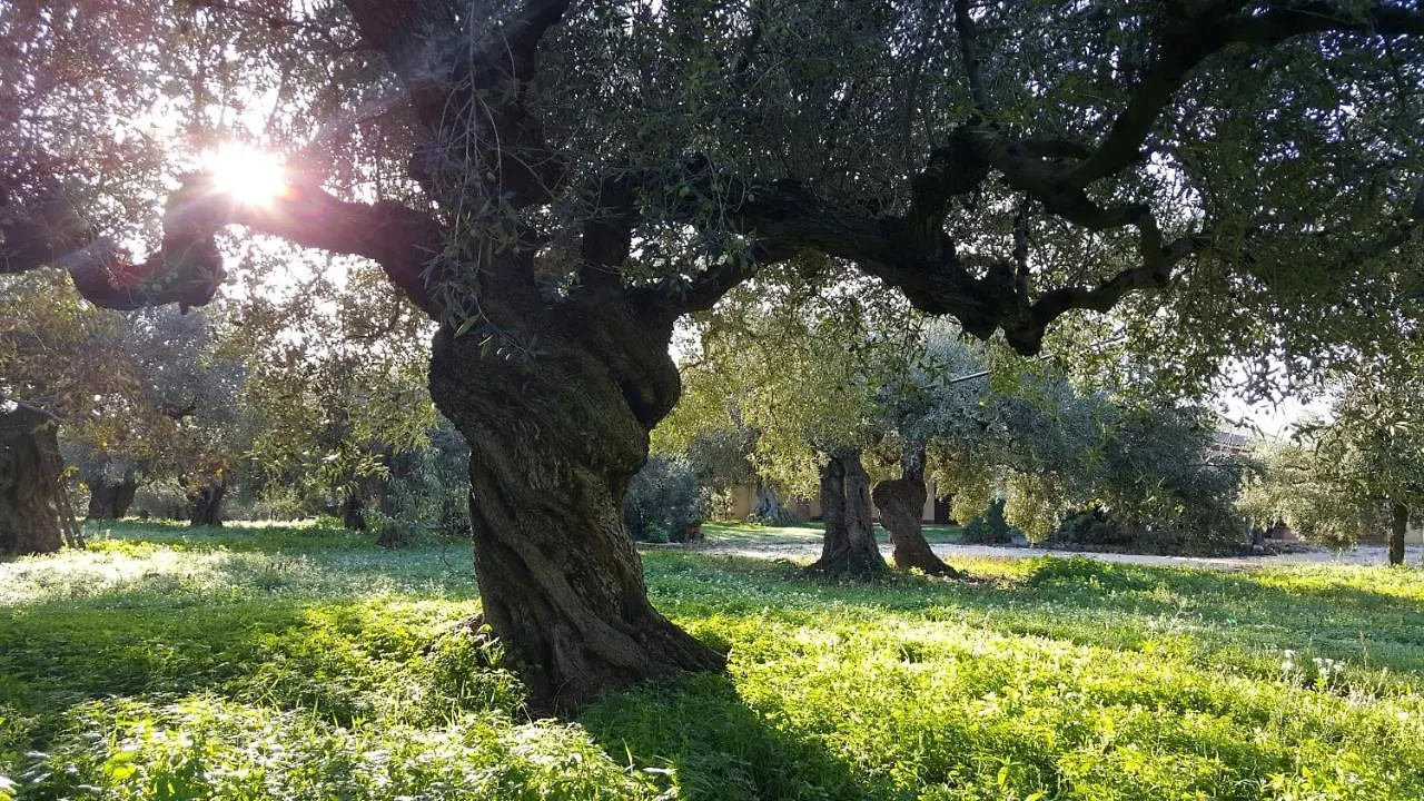 House Surrounded By Olive Trees Villa Sciacca Holiday home